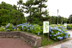 CityForest2024_02