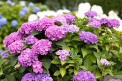 CityForest2024_05