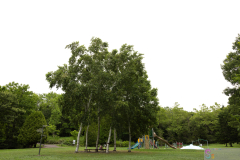 CityForest2024_09