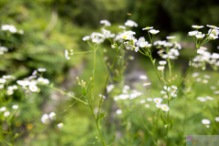 CityForest2024_11