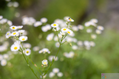 CityForest2024_12
