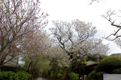 gokurakuji2007_15
