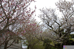 gokurakuji2007_16
