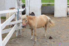 HanabatakeFarm2025_14