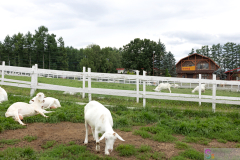 HanabatakeFarm2025_15
