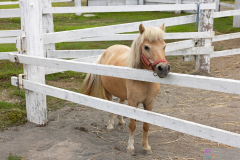 HanabatakeFarm2025_16