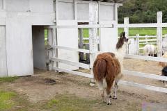 HanabatakeFarm2025_18