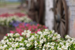 HanabatakeFarm2025_24