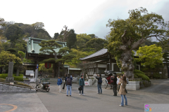 hasedera2007_04