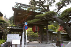 hasedera2007_06