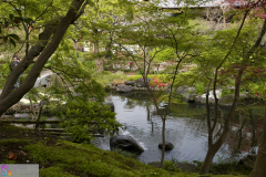 hasedera2007_15