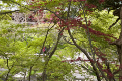 hasedera2007_16