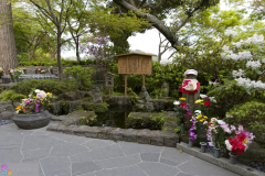 hasedera2007_17