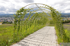HinodePark2025_12