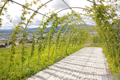 HinodePark2025_15