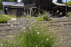 HistoricalVillage2025_45