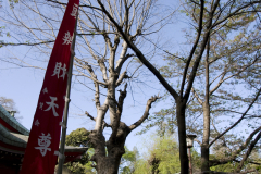 Inokashira2007_16