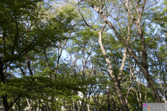 Inokashira2007_33