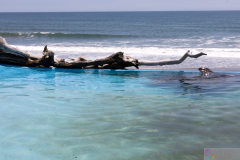 KamogawaSeaWorld2024_06