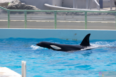 KamogawaSeaWorld2024_08