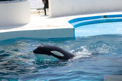 KamogawaSeaWorld2024_09