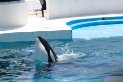 KamogawaSeaWorld2024_10