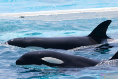 KamogawaSeaWorld2024_11