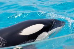 KamogawaSeaWorld2024_12