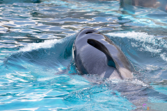 KamogawaSeaWorld2024_13