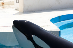 KamogawaSeaWorld2024_14