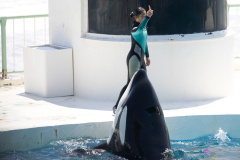 KamogawaSeaWorld2024_16