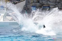 KamogawaSeaWorld2024_19