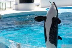 KamogawaSeaWorld2024_20