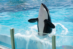 KamogawaSeaWorld2024_21