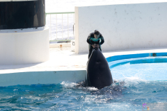 KamogawaSeaWorld2024_23