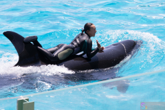 KamogawaSeaWorld2024_24