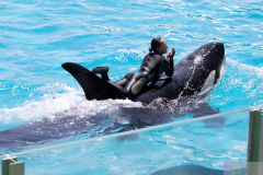KamogawaSeaWorld2024_25