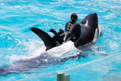 KamogawaSeaWorld2024_26