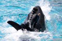 KamogawaSeaWorld2024_27