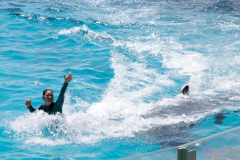 KamogawaSeaWorld2024_28
