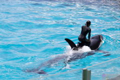 KamogawaSeaWorld2024_30