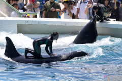 KamogawaSeaWorld2024_32