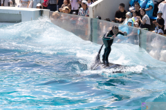 KamogawaSeaWorld2024_34