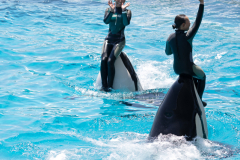 KamogawaSeaWorld2024_38