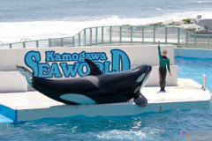 KamogawaSeaWorld2024_41