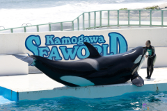KamogawaSeaWorld2024_43