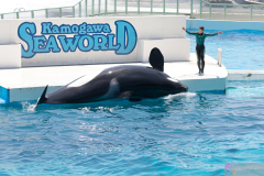 KamogawaSeaWorld2024_44