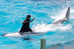 KamogawaSeaWorld2024_45
