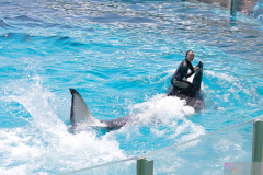 KamogawaSeaWorld2024_46
