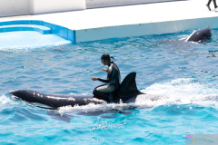 KamogawaSeaWorld2024_47